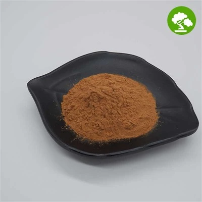 Polvere di estratto di Coptis Chinensis